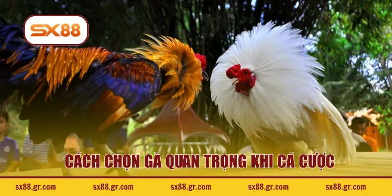 Cách chọn gà quan trọng khi cá cược