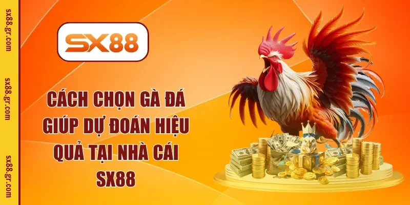 cách chọn gà