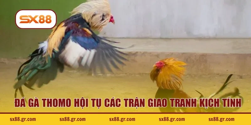 Đá gà Thomo hội tụ các trận giao tranh kịch tính