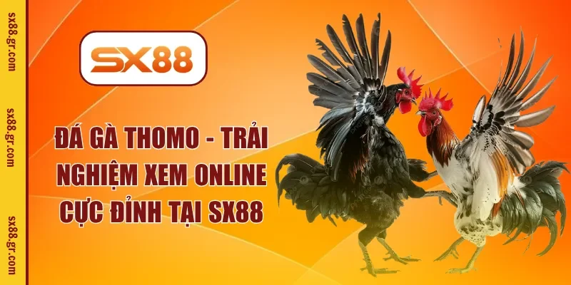 đá gà thomo