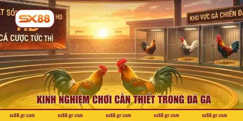 Kinh nghiệm chơi cần thiết trong đá gà