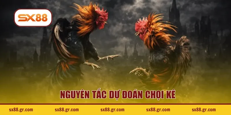 Nguyên tắc dự đoán chọi kê