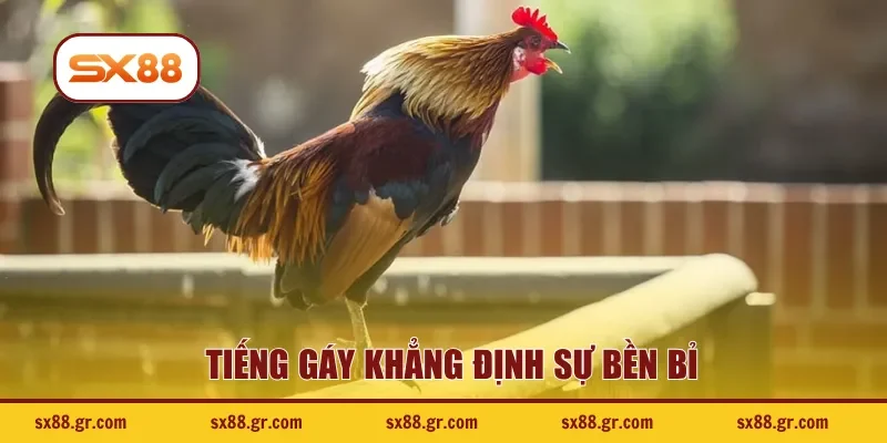 Tiếng gáy khẳng định sự bền bỉ